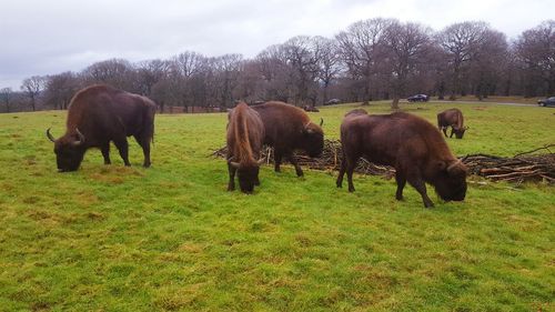 Cows grazing on field