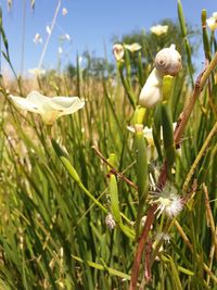 Close-up of white flowering plants on field