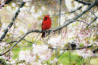 Cardinal perching on cherry tree branch