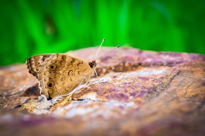 Close-up of butterfly