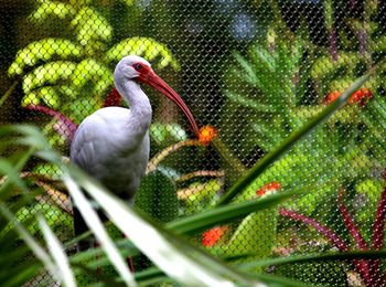 Low angle view of bird perching on plant