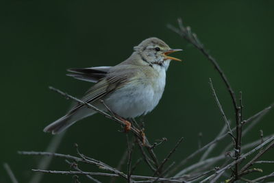 Close-up of bird perching on branch