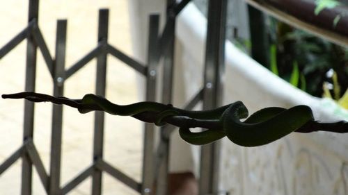 Close-up of metal fence