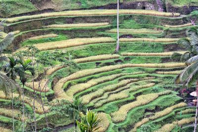 High angle view of rice field