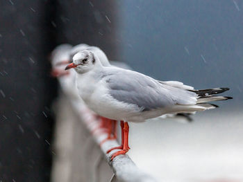 Seagulls in row on railing during rainy season