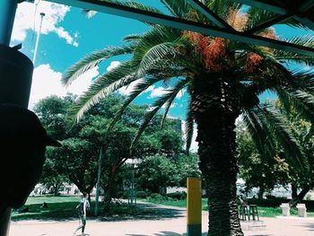 Palm trees against sky