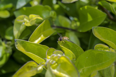 Close-up of insect on plant