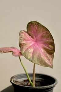 Close-up of pink flower on potted plant