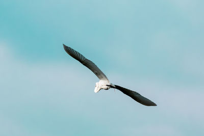 Low angle view of seagull flying in sky