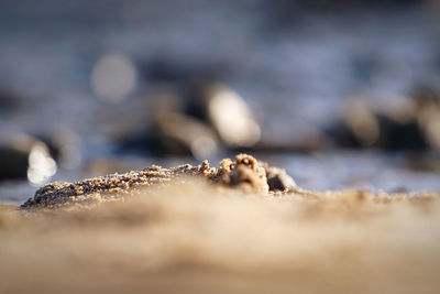 Close-up of crab on rock