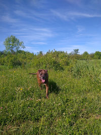 Dog in a field