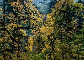 Trees in forest during autumn