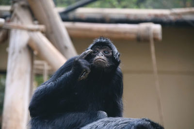 Close-up of monkey looking away