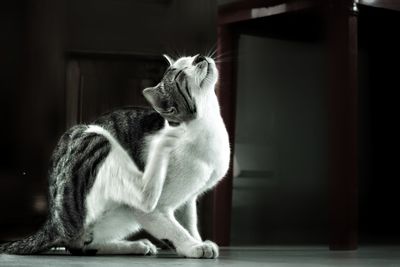 Cat looking away while sitting on floor at home