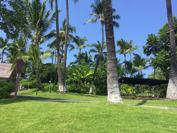 Palm trees on field against sky