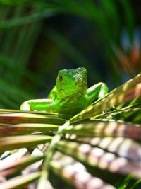 Close-up of baby iguana on leaf