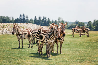 A herd of plains zebra standing together in savanna park on summer day. exotic african animals 