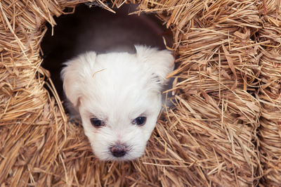 Close-up portrait of a dog