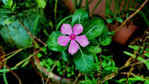 Close-up of pink flower blooming outdoors