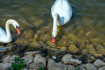 High angle view of swan swimming in lake