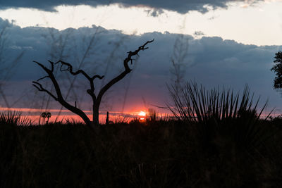 Silhouette trees on field against sky during sunset