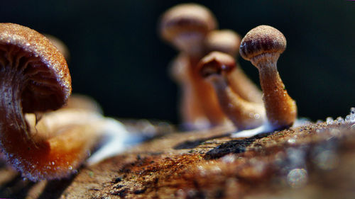 Close-up of mushroom growing outdoors