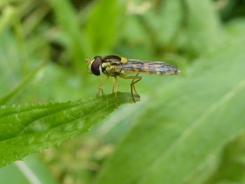 Close-up of insect on plant