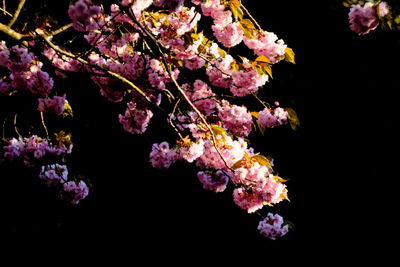 Close-up of cherry blossom against black background