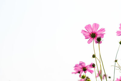 Close-up of pink cosmos flower against white background