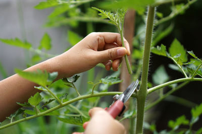 Close-up of hand holding plant