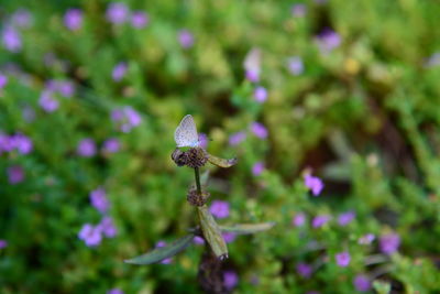 Close-up of flower against blurred background