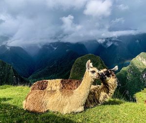 Alpaca couple on the terrance of machu picchu ruins at cusco, peru