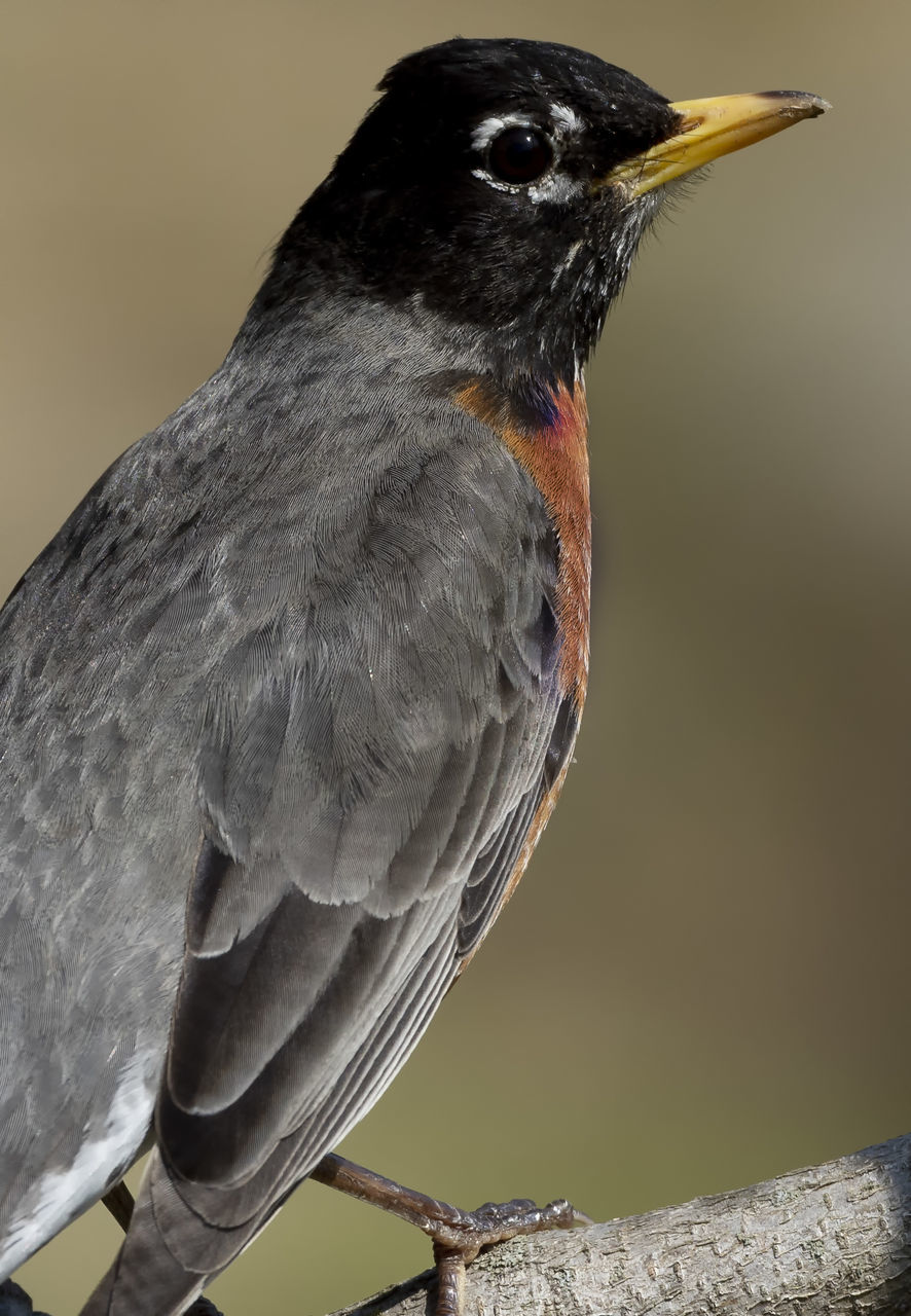 CLOSE-UP OF BLACK BIRD PERCHING ON STEM