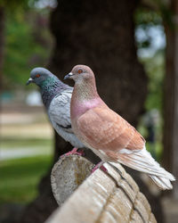 Close-up of birds perching on wood