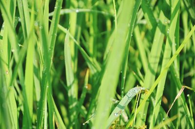 Full frame shot of wet grass