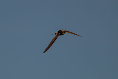 Low angle view of bird flying in sky