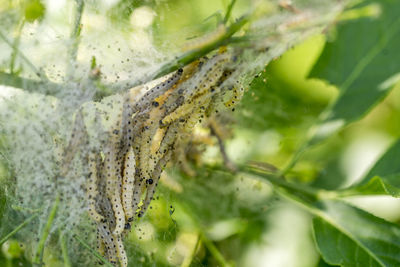 Close-up of spider web on plant