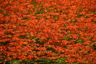 Full frame of red flowers