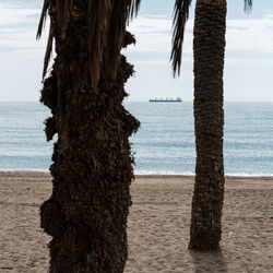 Tree trunk by sea against sky