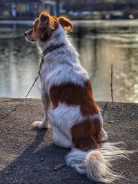 Dog looking away