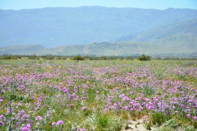 View of flowers growing in field