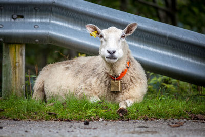 Portrait of sheep sitting on roadside