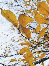 Close-up of autumnal leaves during winter