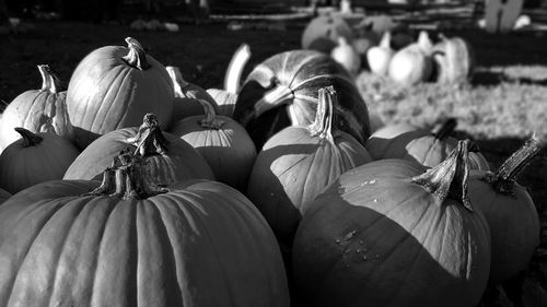 Rear view of pumpkins