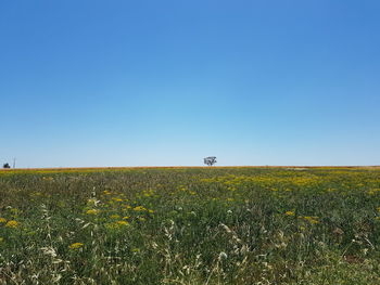 Scenic view of field against clear blue sky