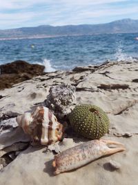 Close-up of shells on shore