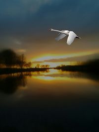 Swan flying over lake against sky during sunset