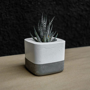 Close-up of potted plant on table