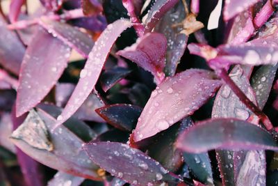 Close-up of wet plant leaves