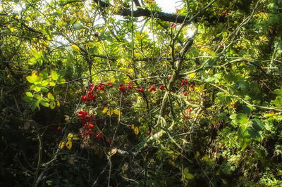 Red berries growing on tree